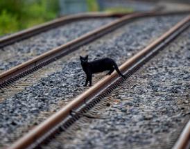 Supersticiones buena y mala suerte